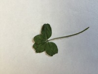 四つ葉　福井エステ高木近く